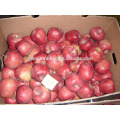 China fresh Huaniu apple of Guansu origin